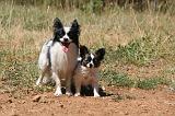 EPAGNEUL PAPILLON 172